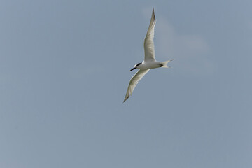 Sandwich Tern Thalasseus Sterna sandvicensis in a typical coastal habitat