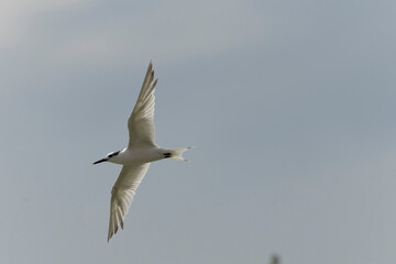 Sandwich Tern Thalasseus Sterna sandvicensis in a typical coastal habitat