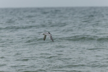 Sandwich Tern Thalasseus Sterna sandvicensis in a typical coastal habitat