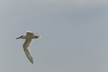 Sandwich Tern Thalasseus Sterna sandvicensis in a typical coastal habitat