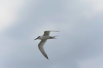 Sandwich Tern Thalasseus Sterna sandvicensis in a typical coastal habitat