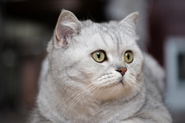 Portrait of a british shorthair gray cat close-up