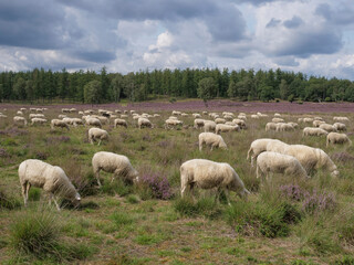 Herd of sheep grazing at blooming heathland at national park Posbank and Loenermark in the Netherlands