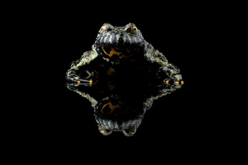 Oriental Fire Bellied Toad, Fire belly small toad isolated on black	