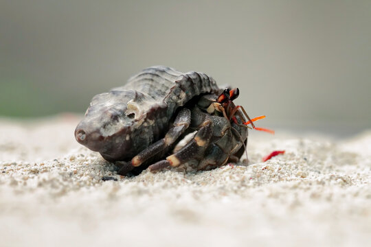 hermit crab walking on sand, Coenobita clypeatus	
