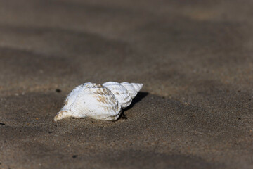 Shellfish on a beach in NOrmandy