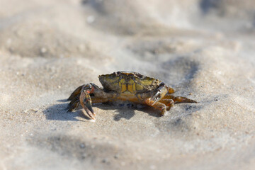 Shellfish on a beach in NOrmandy