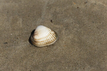 Shellfish on a beach in NOrmandy