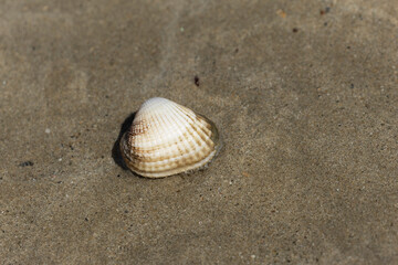 Shellfish on a beach in NOrmandy