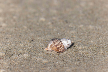 Shellfish on a beach in NOrmandy