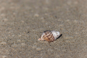 Shellfish on a beach in NOrmandy