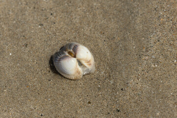 Shellfish on a beach in NOrmandy