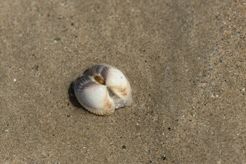 Shellfish on a beach in NOrmandy