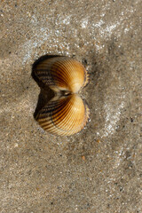 Shellfish on a beach in NOrmandy