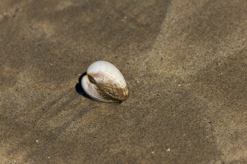 Shellfish on a beach in NOrmandy