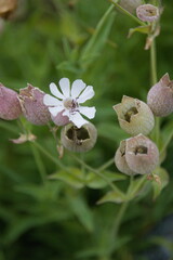 Silene vulgaris