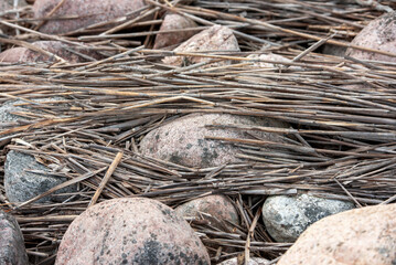 Broken reeds washed ashore