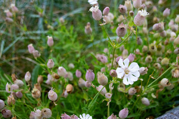Silene vulgaris