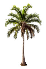 hyperrealistic high-definition image of a thick palm tree on a isolated white background PNG