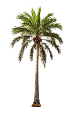 hyperrealistic high-definition image of a thick palm tree on a isolated white background PNG