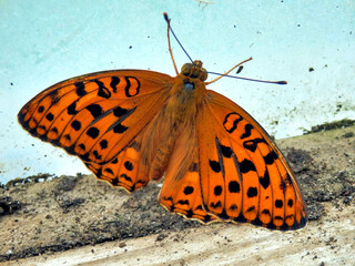 High Brown Fritillary Butterfly (Argynnis adippe) found in a polytunnel in the Dordogne, France
