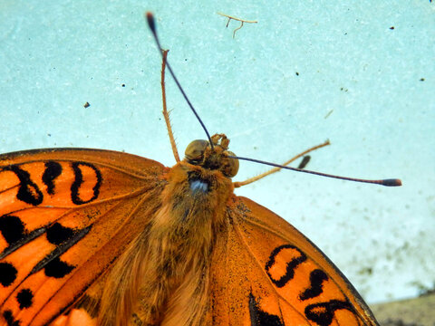 High Brown Fritillary Butterfly (Argynnis adippe) found in a polytunnel in the Dordogne, France
