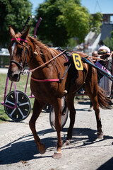 cheval de course dans la r&eacute;gion centre en France en Europe occidentale