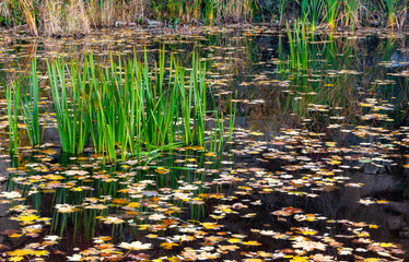 Autumn, yellow leaves sway on the water, reflections in the water. Sofievsky Park, Uman, Ukraine