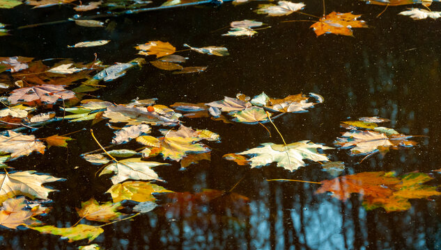 Autumn, yellow leaves sway on the water, reflections in the water. Sofievsky Park, Uman, Ukraine
