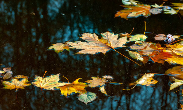 Autumn, yellow leaves sway on the water, reflections in the water. Sofievsky Park, Uman, Ukraine