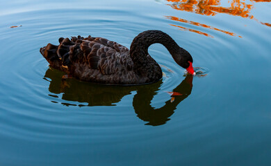 Fototapeta premium A black swan swims in an artificial lake in Sophia Park, Uman, Ukraine