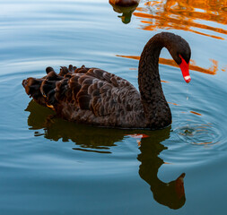 Naklejka premium A black swan swims in an artificial lake in Sophia Park, Uman, Ukraine