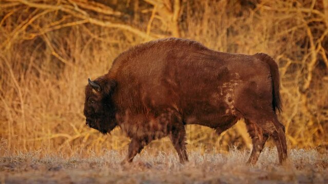 European bison (Bison bonasus) in the Bialowieza National Park, Poland