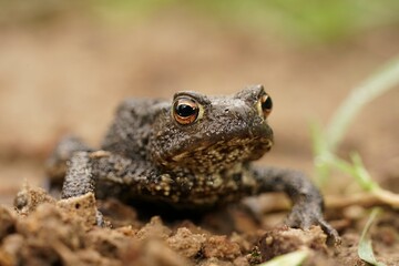 Frontal closeup on a brown male European common toad , Bufo bufo sitting on the ground in the garden