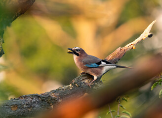 Jay during dinner, Nadburzański National Park 2