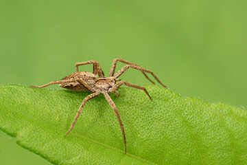 Closeup on a small Nursery web spider , Pisaura mirabilis, sitting on a green leaf