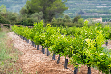 Planting young orange trees in an organic and ecological production orchard.