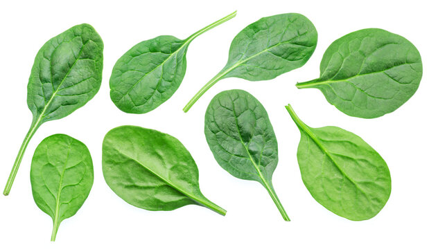Set of green fresh spinach leaves isolated on white background.