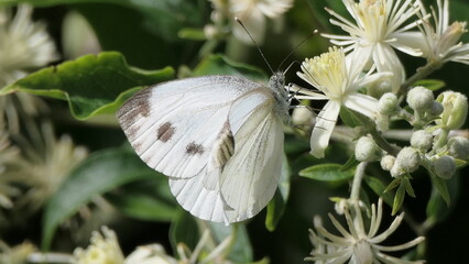 white butterfly on a flower