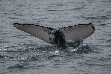 Fototapeta premium Whale tail in atlantic ocean in iceland