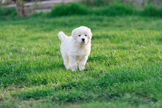 Great Pyrenees Puppy Fluffy Cute White Purebred Farm Dog Sheep Dog Working Dog Protector Guard Dog Adorable Poofy Puppy