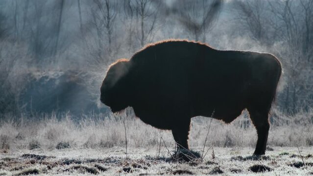 European bison (Bison bonasus) in the Bialowieza National Park, Poland