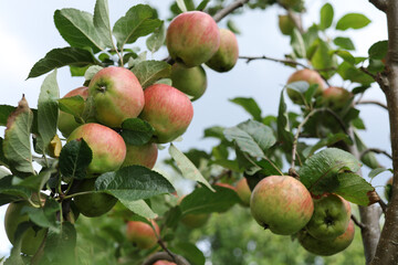 Red apples grow on a tree