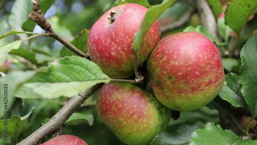 Sticker Red apples grow on a tree