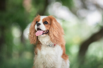 Portrait of Cavalier King Charles Terrier in the forest.