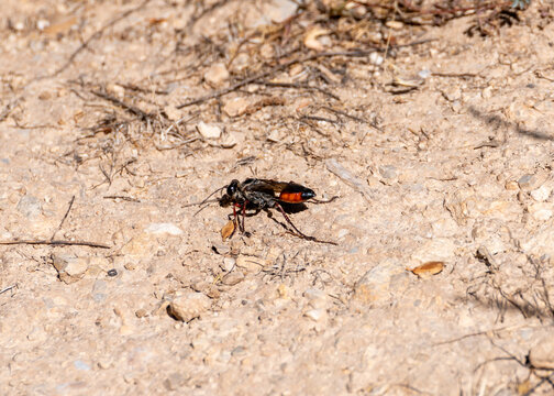Red wasp (Sphex lucae) searching for food on the ground in the field