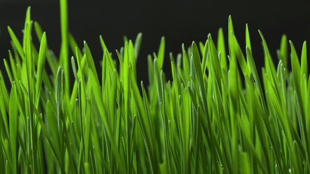 Green grass growing time lapse close up with black background