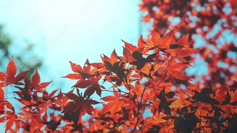 Wall mural slow motion of falling autumn maple leaves, autumn leaves are in full swing in autumn in japan.