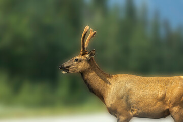 Young Male Elk - Jasper