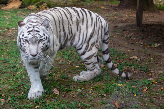 Real dangerous predator white tiger albino